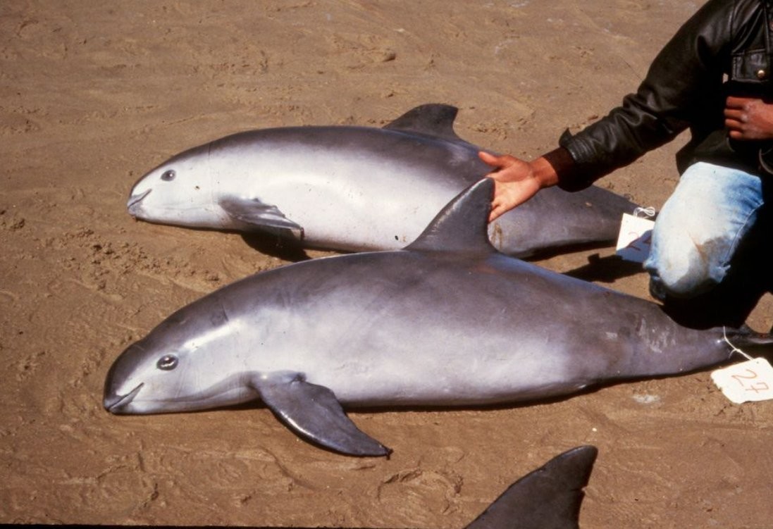 Дельфин Вакита