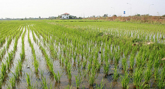 Специалисты прогнозируют неурожай риса на Кубани из-за аварии на гидроузле