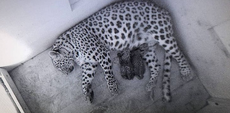 В Сочинском национальном парке у пары леопардов родились два котенка