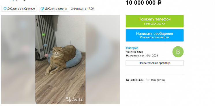 В Краснодаре продают кота-депутата за 10 миллионов рублей