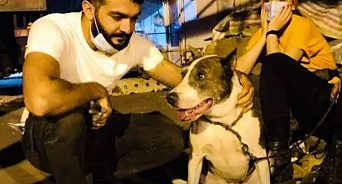 «Работал на пепелище и изрезал лапы»: пёс туристов из РФ искал людей, пропавших при пожаре ТЦ в Ереване