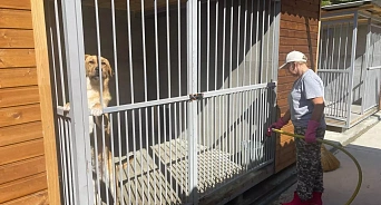 «На Кубани нужна массовая эвтаназия собак?» Депутат ЗСК призвал сократить поголовье бродячих хищников – его поддержали краснодарцы