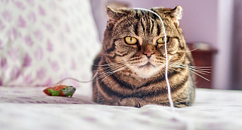 «Котикам санкции не страшны!» Новороссийский порт с начала года принял больше тысячи тонн товаров для российских кошек