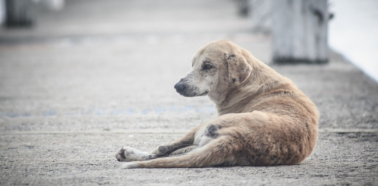В Краснодаре полиция разыскивает живодёра избившего собаку
