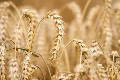 Кубань в этом году экспортирует сельхозпродукцию на 2,5 млрд долларов