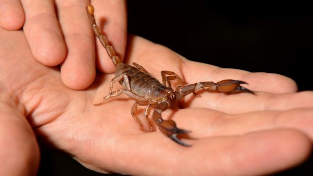 Жительница Новороссийска нашла дома настоящего скорпиона 