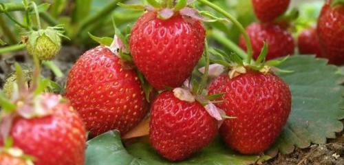 Кубанские фермеры смогут получить компенсации за выращивание ягод в теплице