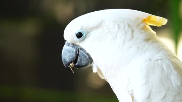 «Пернатая смерть!» В Австралии попугай-убийца скидывает на прохожих горшки с цветами - ВИДЕО