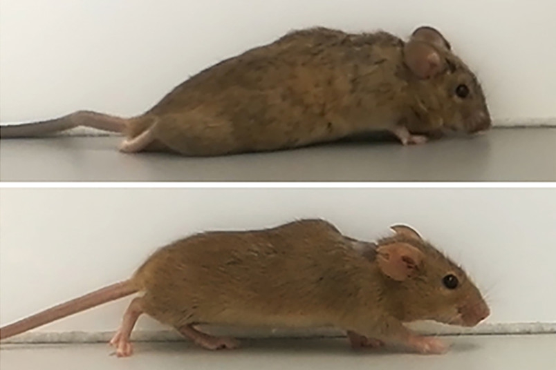 “Дизайнерский” белок помог излечить мышь от паралича задних конечностей