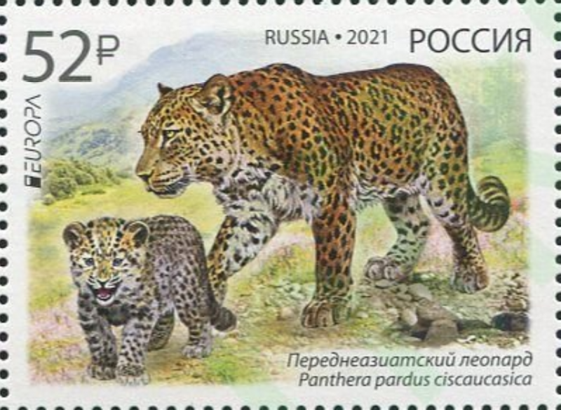 Кавказский леопард стал лицом российской почтовой марки