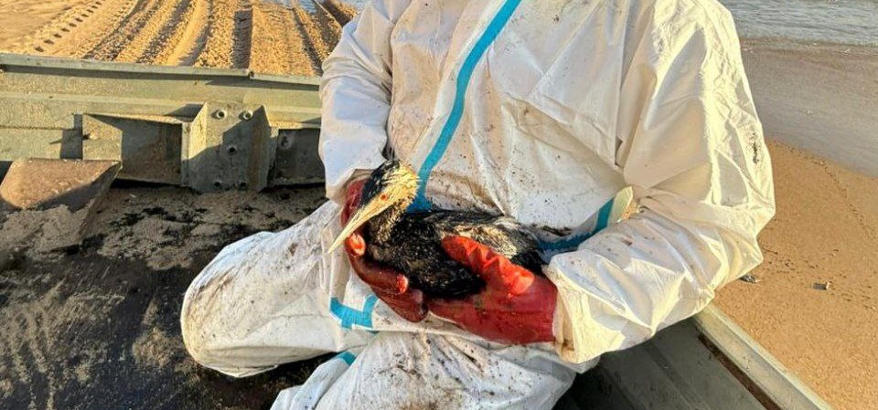 Птицы умирают от мазута из-за нехватки волонтёров в Анапе