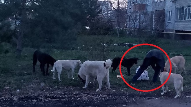 «В Краснодаре расстреляли 13 собак!»  - защитники бродячих хищников запустили фейк, который позабавил весь город 