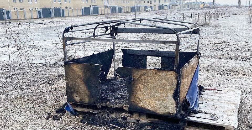 В Краснодаре неизвестные сожгли будки и отравили бродячих собак, пока мэрия закрывает глаза на стаи хищников