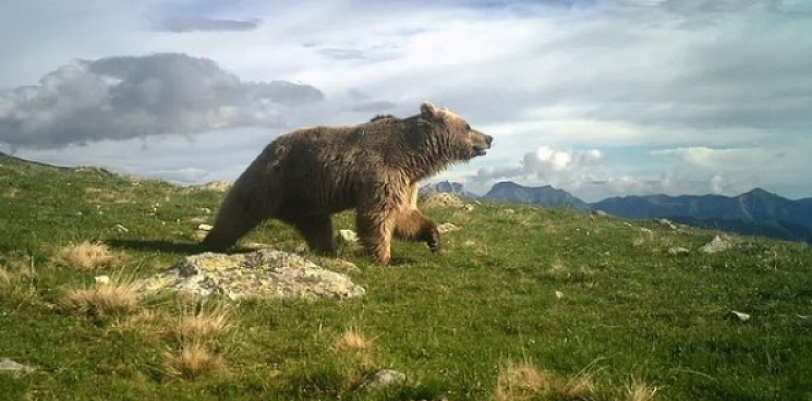 Жителей и гостей Сочи предупредили о встречах с медведями в горах