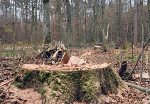 В Туапсинском районе черные лесорубы спилили дубы на 4,8 млн рублей