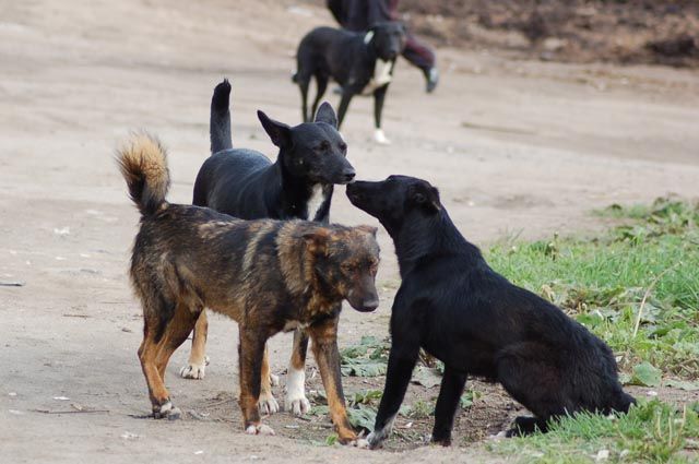 В Краснодаре стаи бродячих собак снова нападают на людей - ВИДЕО