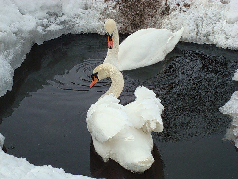 В Республике Крым лебедей спасли из ледяного плена