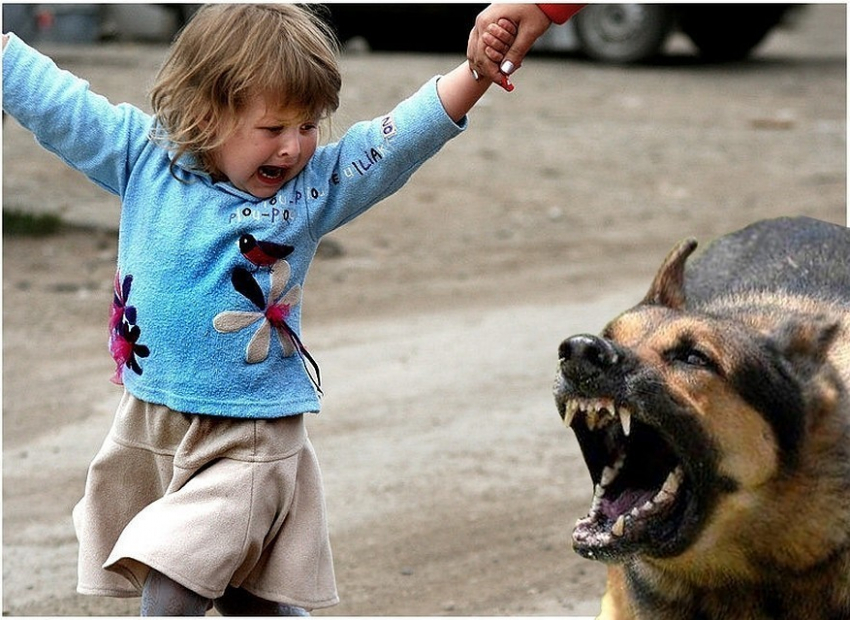 «Дожили! Детям нужно самим защищаться от насильников и собак»: российских школьников хотят обучать самообороне 