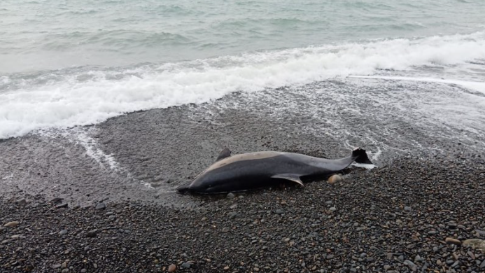 На Кубани с начала года погибло 150 дельфинов