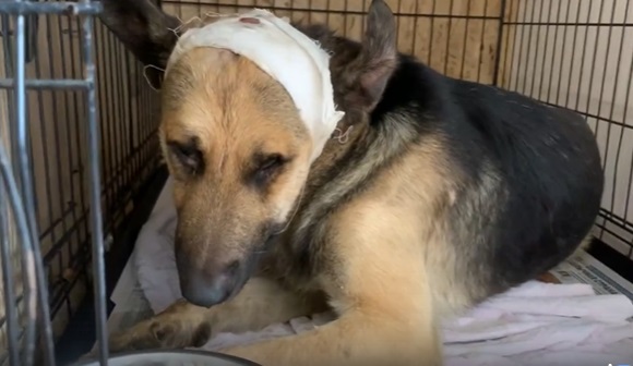 Избитую арматурой в поселке Яблоновском собаку лечат в приюте «Краснодог»