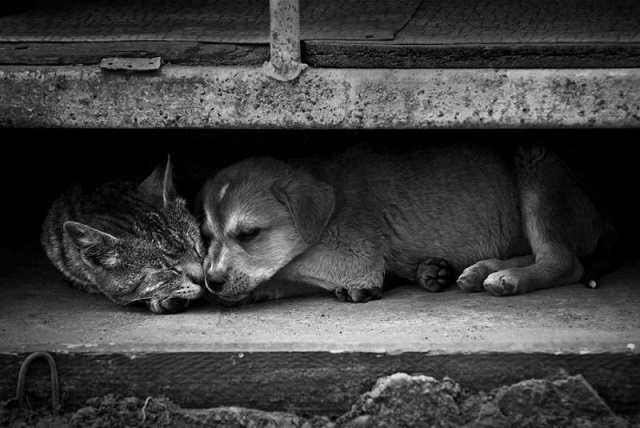 Ветеринары боятся увеличения количества бездомных животных из-за роста цен
