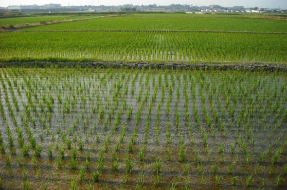 «Без риса не останемся!» На Кубани увеличили площадь рисовых чеков после разрушения Фёдоровского гидроузла 