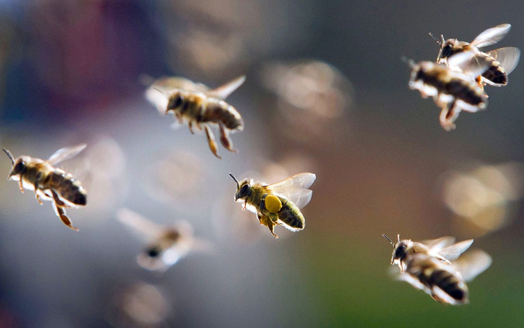Видовое разнообразие пчел и шмелей за 30 лет сократилось на 25%