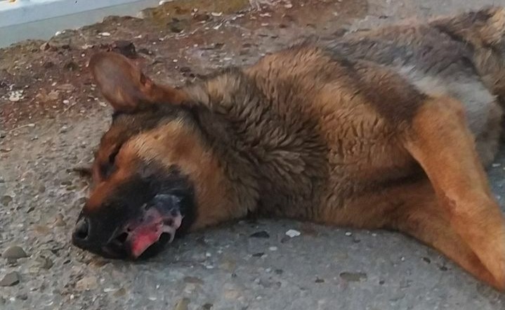 В Геленджике живодёры травят домашних собак, забрасывая яды в частные дворы – ВИДЕО