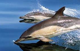 В Новороссийске спасли и отпустили на волю самку дельфина