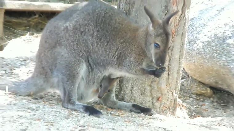 В Геленджике в сафари-парке родился кенгуренок