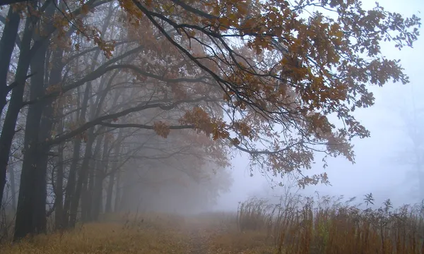 В Краснодарском крае 28 октября будет туманно и дождливо 