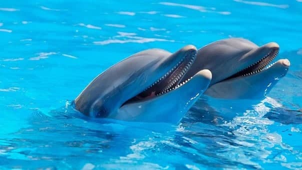На Кубани предприниматель кормил дельфинов некачественной рыбой