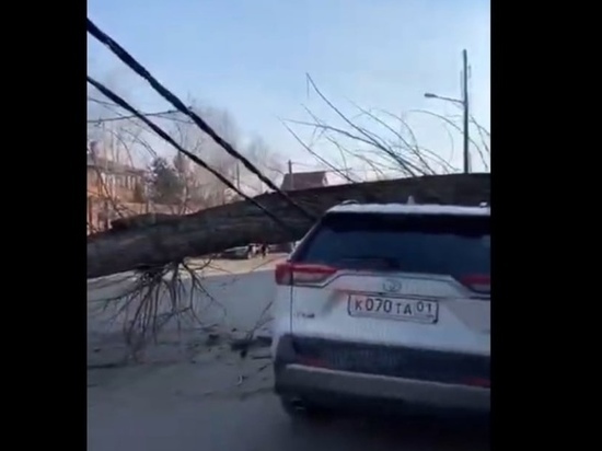 В Краснодаре дерево упало на машину и оставило людей без электричества