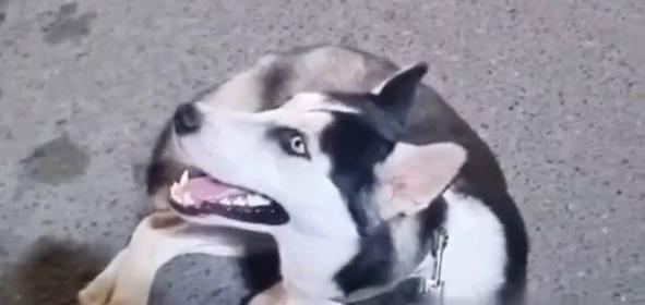 «Релокант предал не только Родину, но и свою собаку!» Краснодарцы переехали за границу и бросили пса хаски в подъезде – ВИДЕО