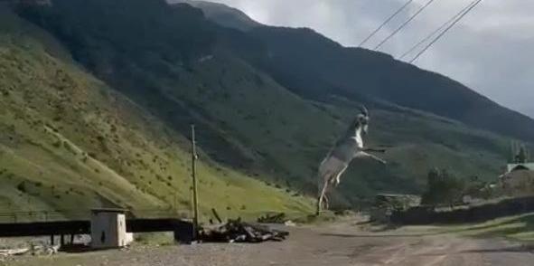 «Почувствовал себя троллейбусом»: в Дагестане козёл зацепился рогами за провода и летал на них поперёк улицы – ВИДЕО
