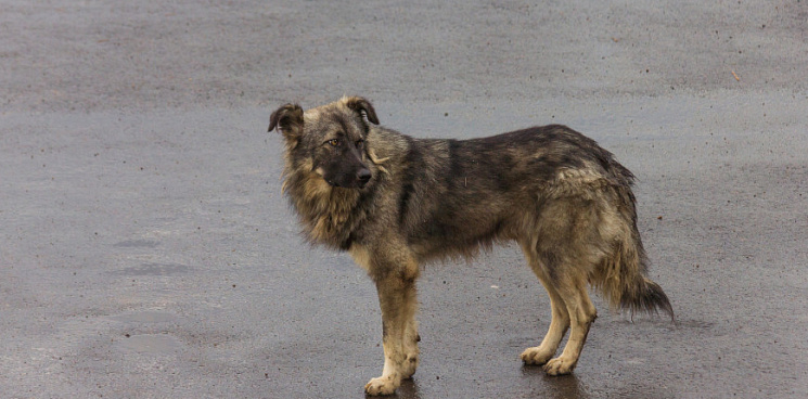 В Гордуме Краснодара обсудят ситуацию с бродячими собаками