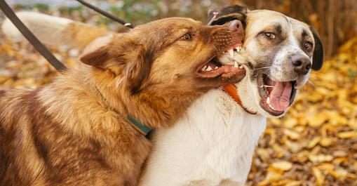 «Бродячие собаки продолжают грызть кубанцев»: в Краснодаре и Сочи животные вновь покусали прохожих – ВИДЕО