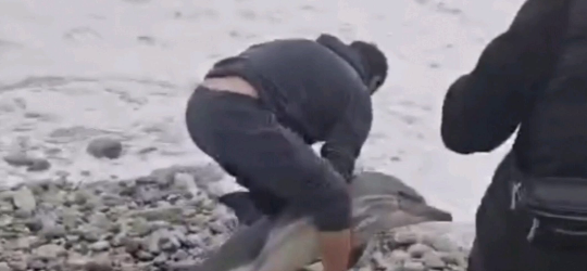 В Геленджике прохожие отправили умирать в море выброшенного на берег дельфина