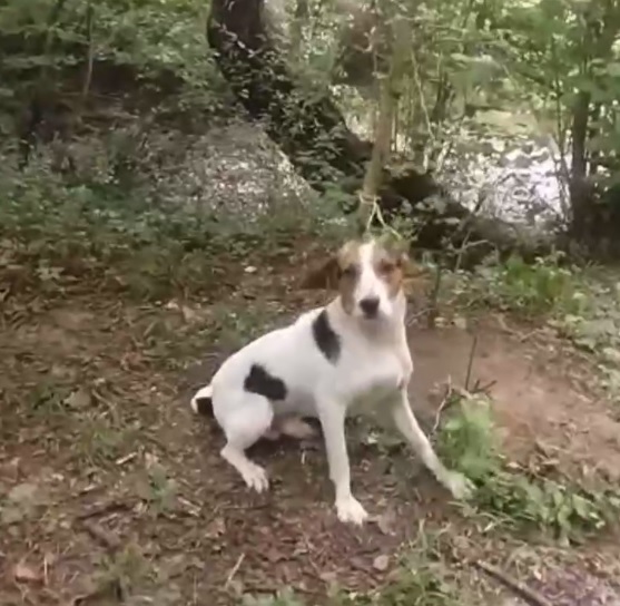 «И это люди?» В Краснодарском крае хозяин привязал беззащитную собаку к дереву и уехал в неизвестном направлении - ВИДЕО