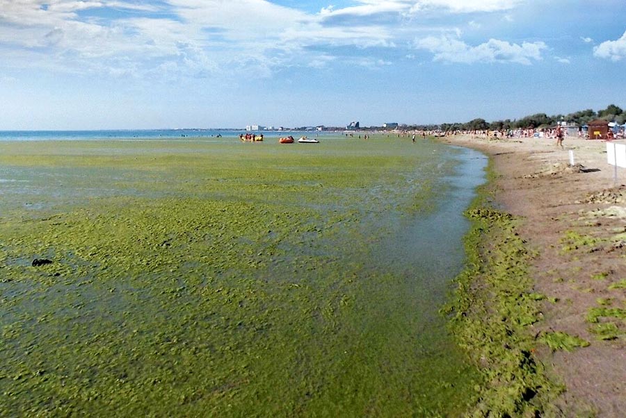В Анапе инженер изобрёл комбайн, который сможет убирать водоросли на пляжах