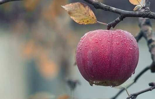 Россельхознадзор закрыл глаза на отравленные пестицидами яблоки из Молдовы