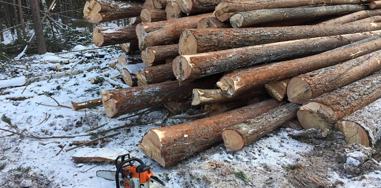 Двое жителей Кубани заплатят 25 миллионов рублей за вырубку деревьев