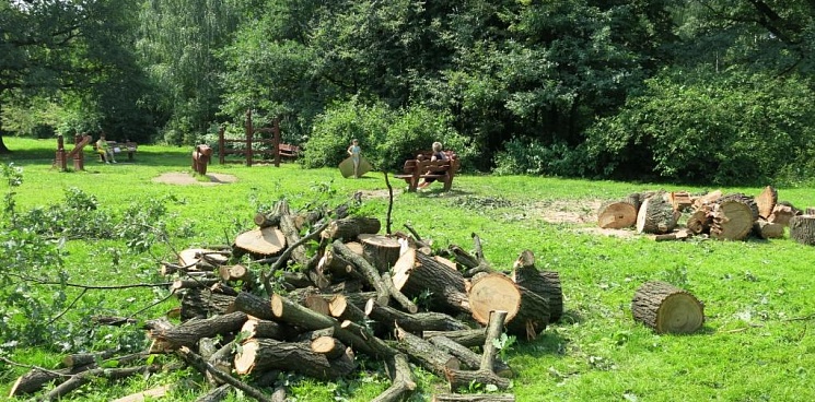 Ущерб от действий чёрных лесорубов на Кубани составил 260 миллионов рублей