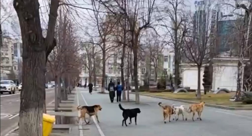 «Чипирование и стерилизация не спасают от нападений собак!» Власти Краснодара не знают, что делать с бездомными хищниками, поэтому хотят ужесточать правила содержания домашних животных