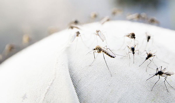 В Краснодаре два дня будут проводить дезинсекцию от комаров 