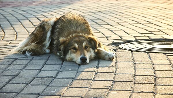 Жители Сочи сообщили о массовой гибели бездомных собак