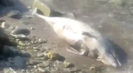 На побережье Геленджика продолжают находить мёртвых дельфинов
