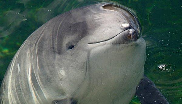 «Родила мёртвого детёныша и в агонии погибла сама»: в Новороссийске специалисты не смогли спасти самку азовского дельфина - ВИДЕО