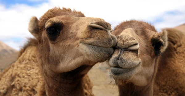 «Горбатые горы соединятся»: на Кубани заметили верблюдицу, сбежавшую из скандального сафари-парка - скоро Кеша и Зухра увидятся