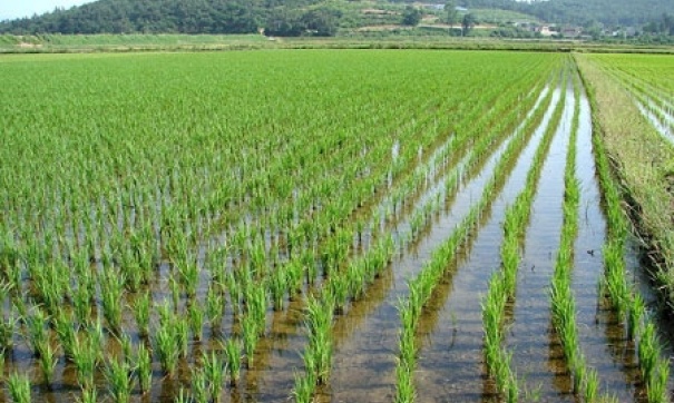 На Кубани выплатят компенсацию при неурожае риса из-за обрушения гидроузла